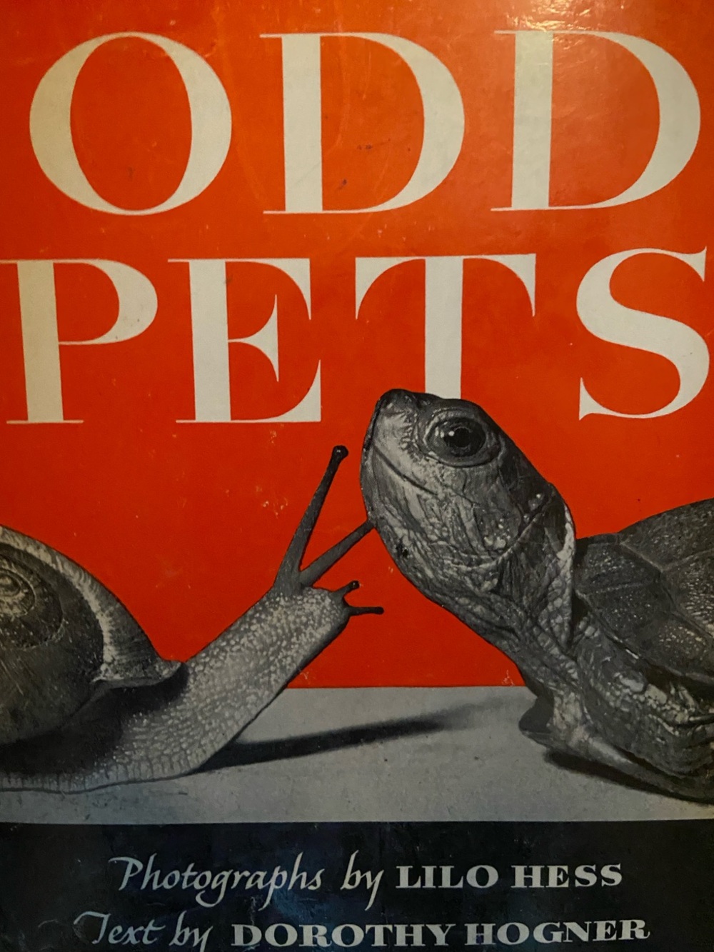 Vintage 1950s 50s Retro animal book animals nature Odd Pets Book Hogner wildlife